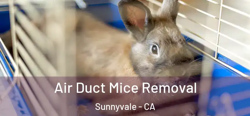 Air Duct Mice Removal Sunnyvale - CA